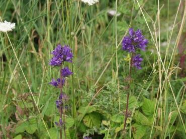 Clustered Bellflower on St. Catherine's Hill, Winchester, Hampshire, England
