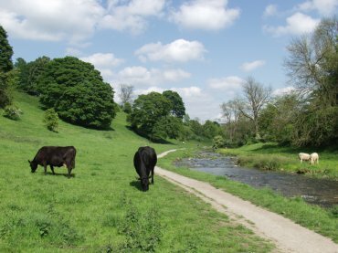 Picture of cattle grazing, Bradford Dale, Youlgreave, Derbyshire Peak District