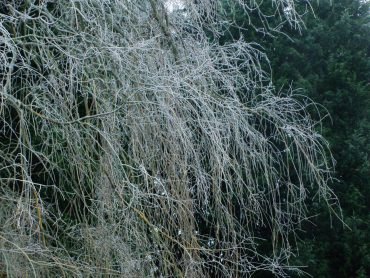 Frost on the Weeping Willow