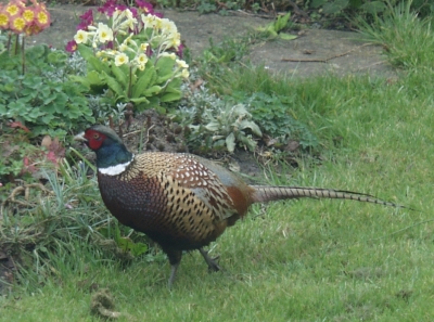 Mr. Pheasant