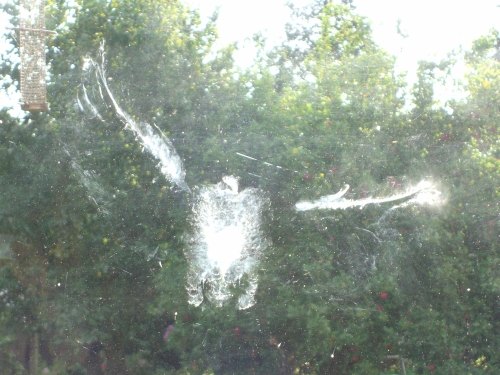Ghost bird