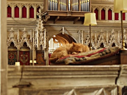Wells Cathedral cat