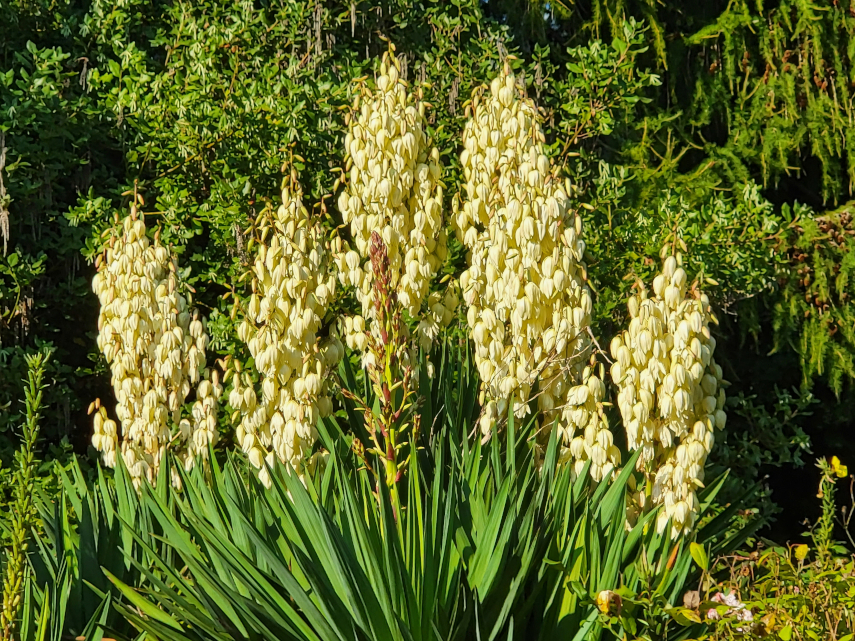Yucca, Linda Vista Gardens, Abergavenny, Monmouthshire