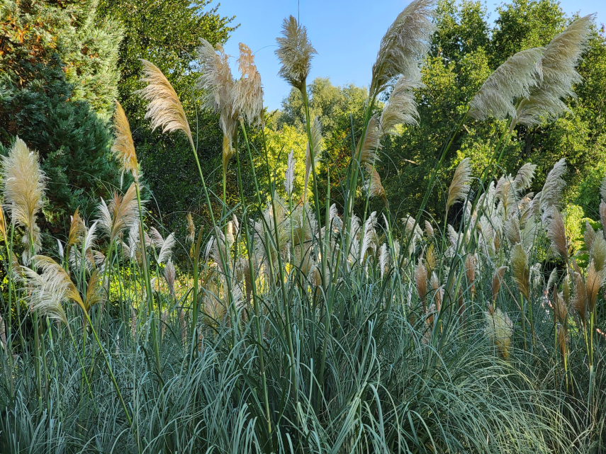 Pampas Grass, Linda Vista Gardens, Abergavenny, Monmouthshire