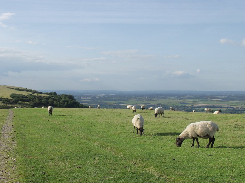 Sheep grazing on the Downs, Sussex, England, Great Britain