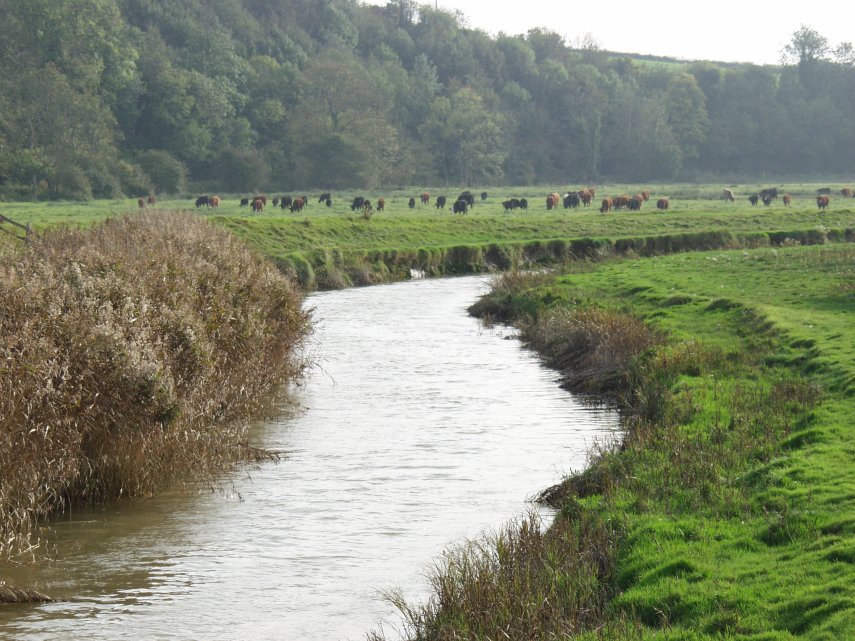 The Cuckmere River and cattle grazing, Alfriston, Sussex, England, Great Britain
