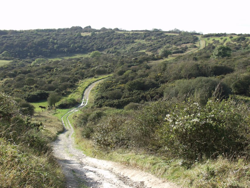 The Path across Lullington Heath near Windover Hill, Alfriston, Sussex, England, Great Britain