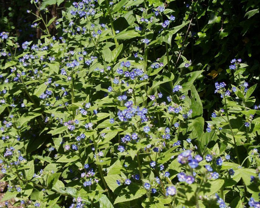 Photos - Green Alkanet