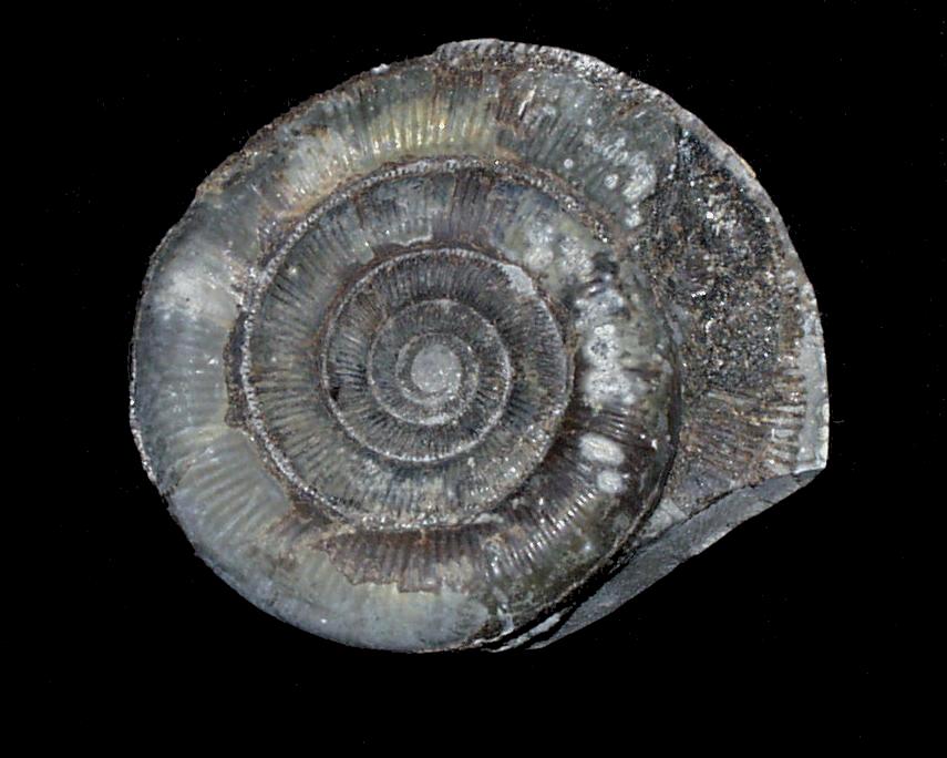 Photograph of Ammonite (Dactylioceras tenuicostatum), North Yorkshire, England