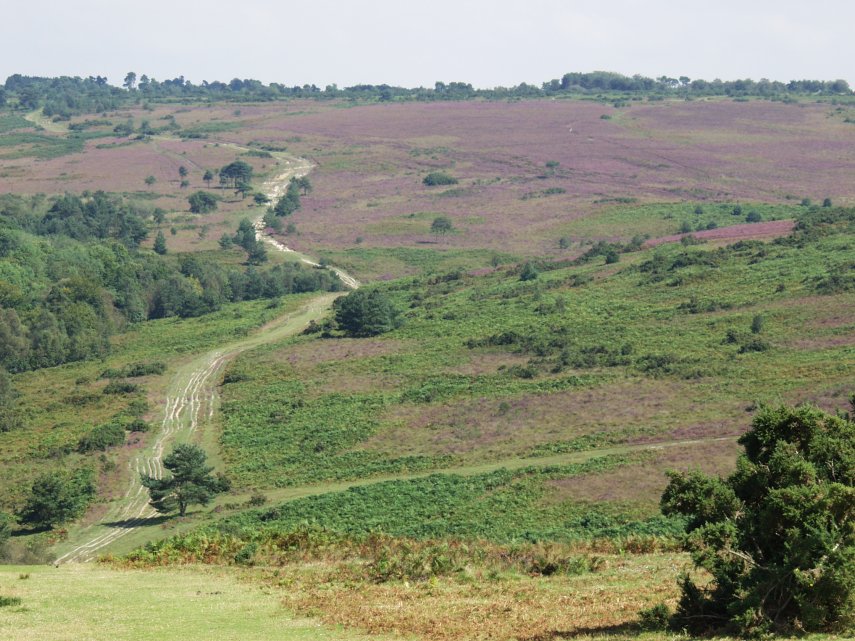 View of Ashdown Forest, Sussex, England - Countryside
