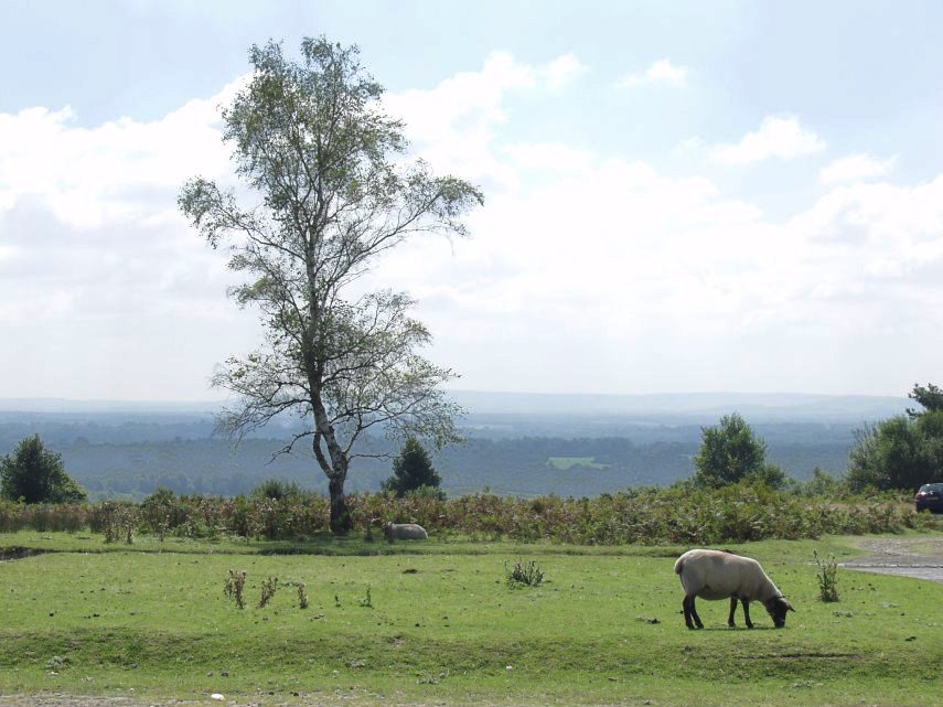 View of Ashdown Forest, Sussex, England - Countryside