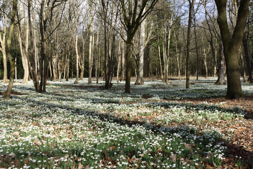 Vast numbers of Snowdrops, Attingham Hall, Shrewsbury, Shropshire, England, Great Britain