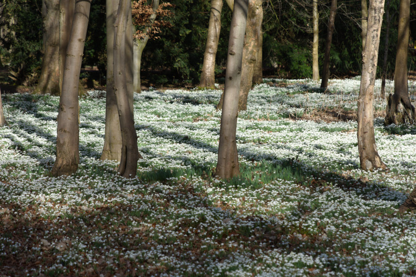 Snowdrops (2), Attingham Park, Shrewsbury