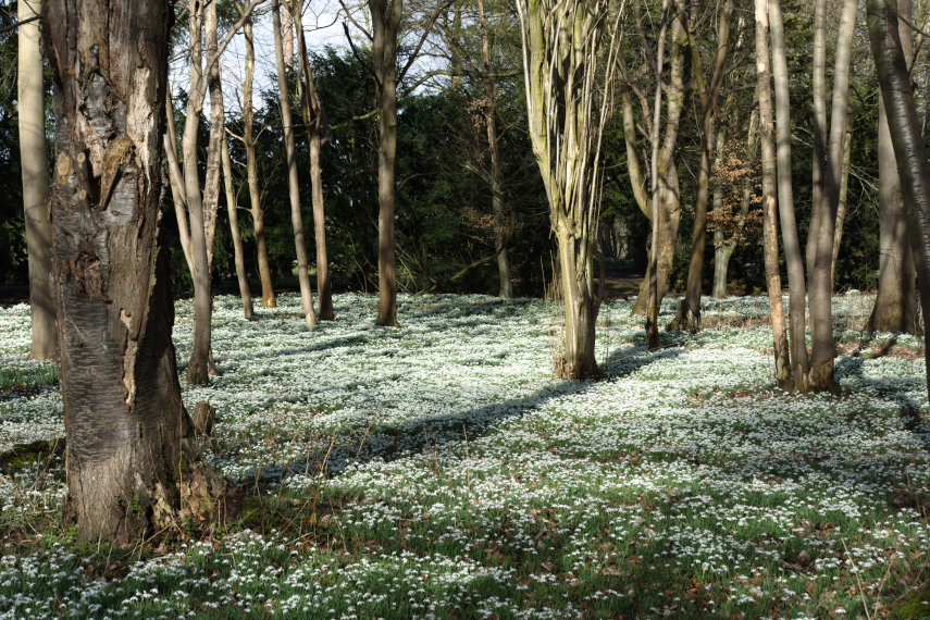 Snowdrops (3), Attingham Park, Shrewsbury