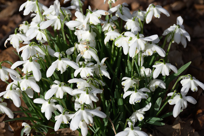 Snowdrops, Attingham Hall, Shrewsbury, Shropshire, England, Great Britain