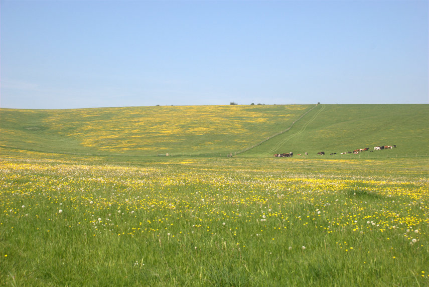 Buttercups, Pewsey Downs, Wiltshire, England, Great Britain