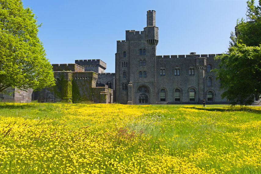 Buttercups, Penrhyn Castle, Bangor, Caernarfonshire, Wales, Great Britain