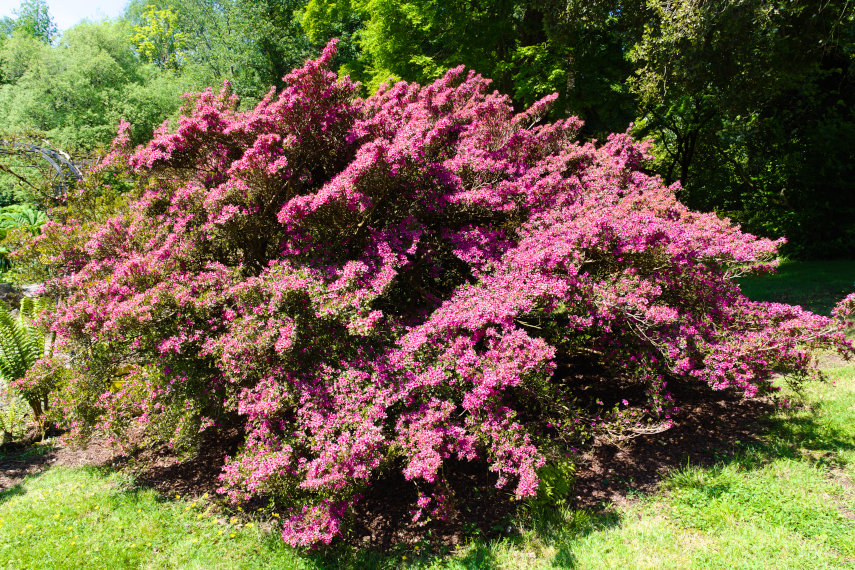 An Azalea, the Gardens, Penrhyn Castle, Bangor, Caernarfonshire, Wales, Great Britain
