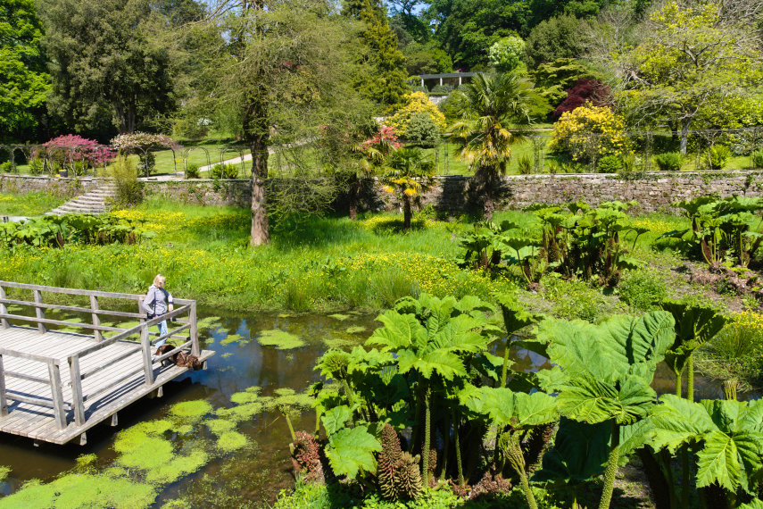 The Bog Garden and Gunnera, the Gardens, Penrhyn Castle, Bangor, Caernarfonshire, Wales, Great Britain