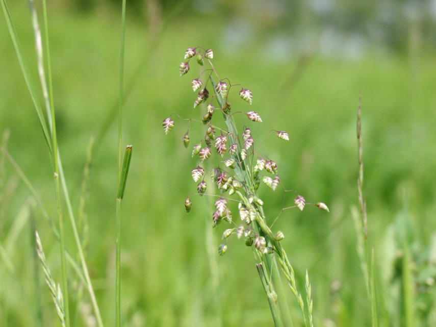 View of Quaking Grass (Briza media), Barnack Hills and Holes, Northamptonshire, England, Great Britain
