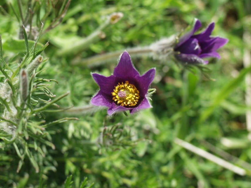 Pasqueflower (Pulsatilla vulgaris), Barnack Hills and Holes, Northamptonshire, England, Great Britain