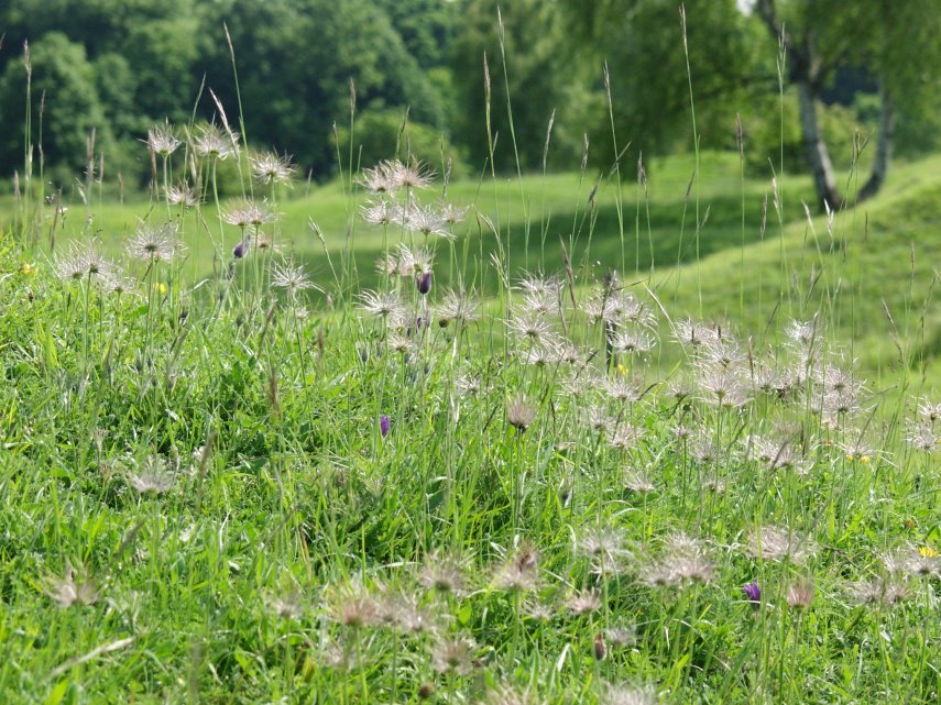 View of seed heads of Pasqueflower (Pulsatilla vulgaris), Barnack Hills and Holes, Northamptonshire, England, Great Britain