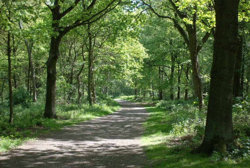A Woodland Path, Beacon Hill, Charnwood Forest, Leicestershire, England, Great Britain