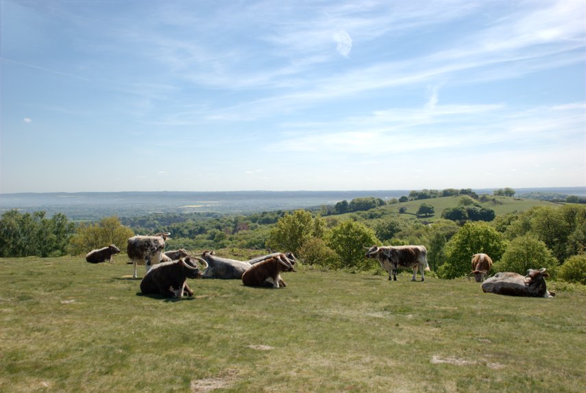 English Longhorn Cattle, Beacon Hill, Charnwood Forest, Leicestershire, England, Great Britain