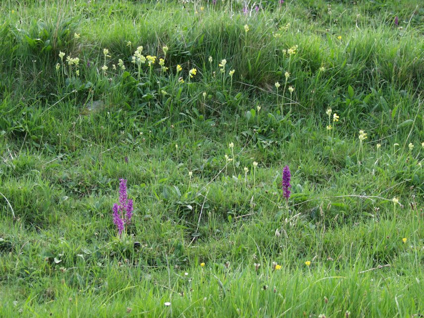 Cowslips and Early Purple Orchids, Biggin Dale, Derbyshire, England, Great Britain