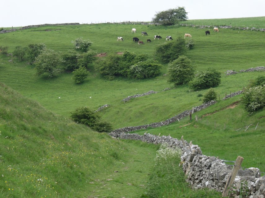 Biggin Dale, Hartington, Derbyshire, England, Great Britain