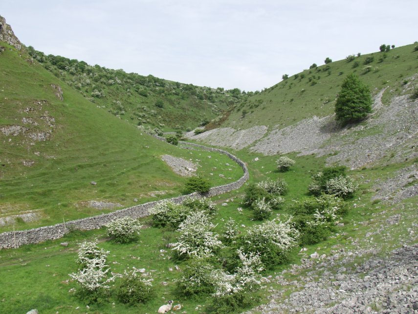Limestone Scree, Biggin Dale, Derbyshire, England, Great Britain