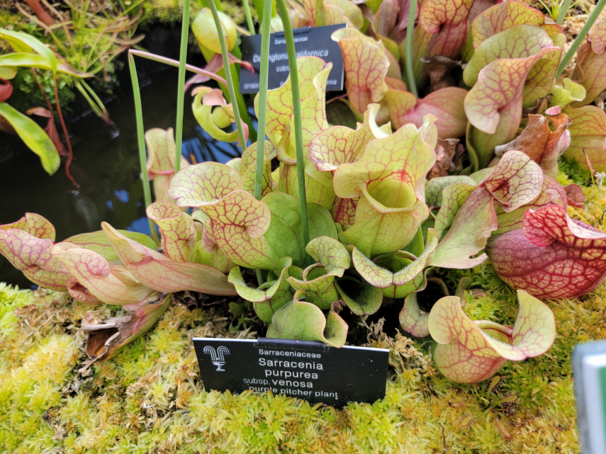 Purple Pitcher Plant, Glasshouses, Birmingham Botanical Gardens, Birmingham, Warwickshire