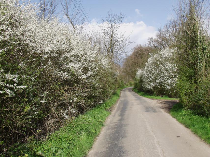 Blackthorn (Prunus spinosa), Tiptree, Essex, England, Great Britain