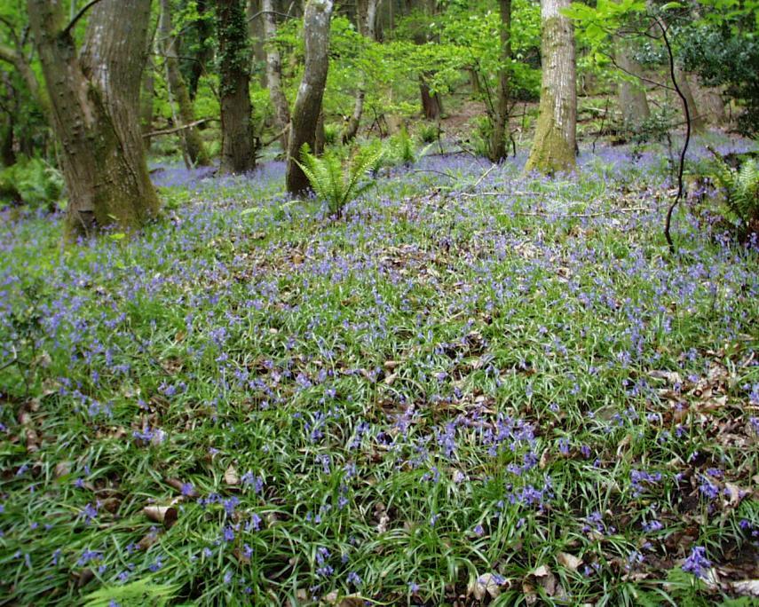 Woodland scene with Bluebells (Hyacinthoides non-scriptus), Porlock, Somerset, England