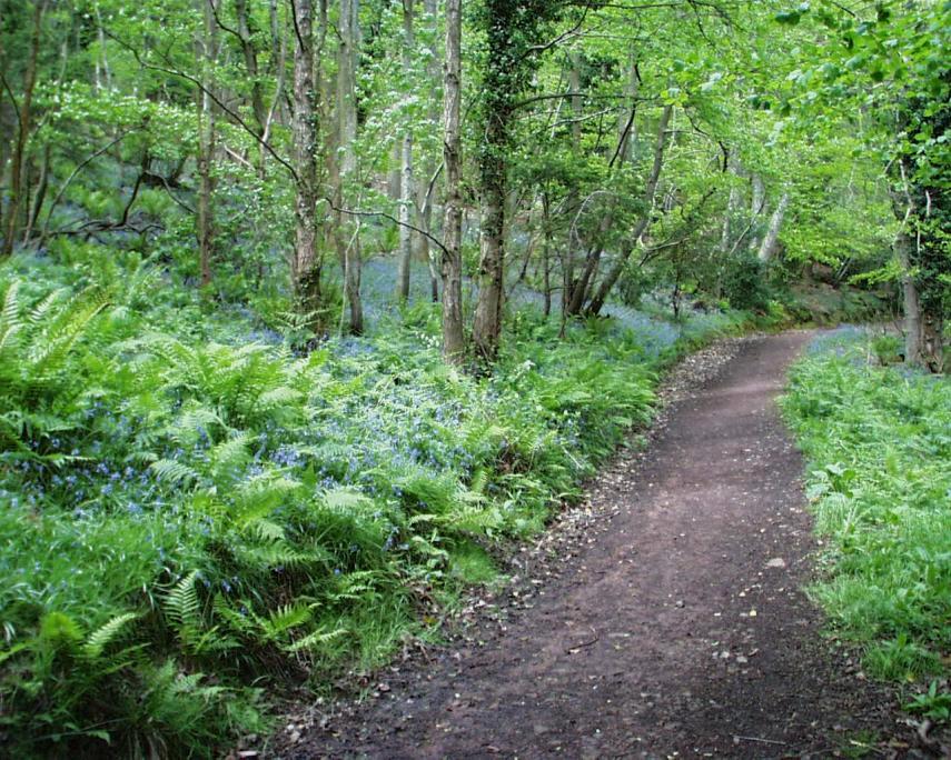 View of a path through bluebell woods, Porlock, Somerset, England