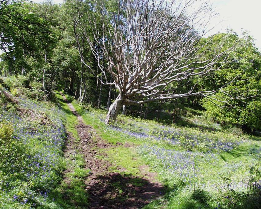 Bluebells on the path to Porlock Weir, Porlock, Somerset, England, Great Britain