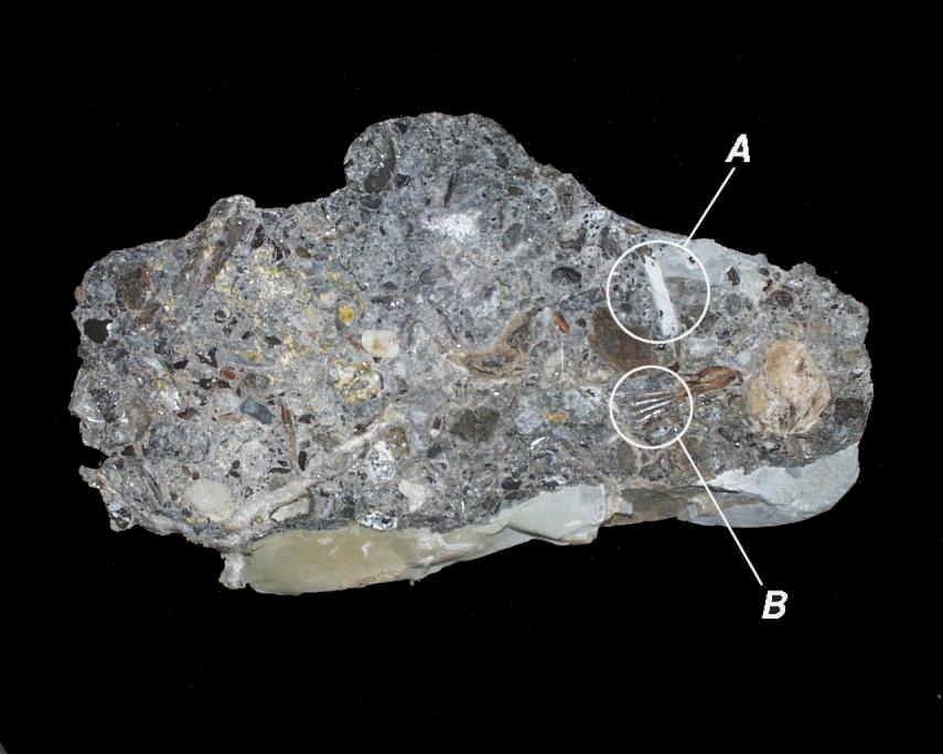 Photograph of a fragment of Rheatic Bone Bed, Blue Anchor, Somerset, England