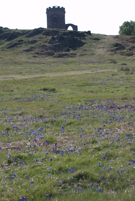 Bluebells, Bradgate Park, Charnwood Forest, Leicestershire, England, Great Britain
