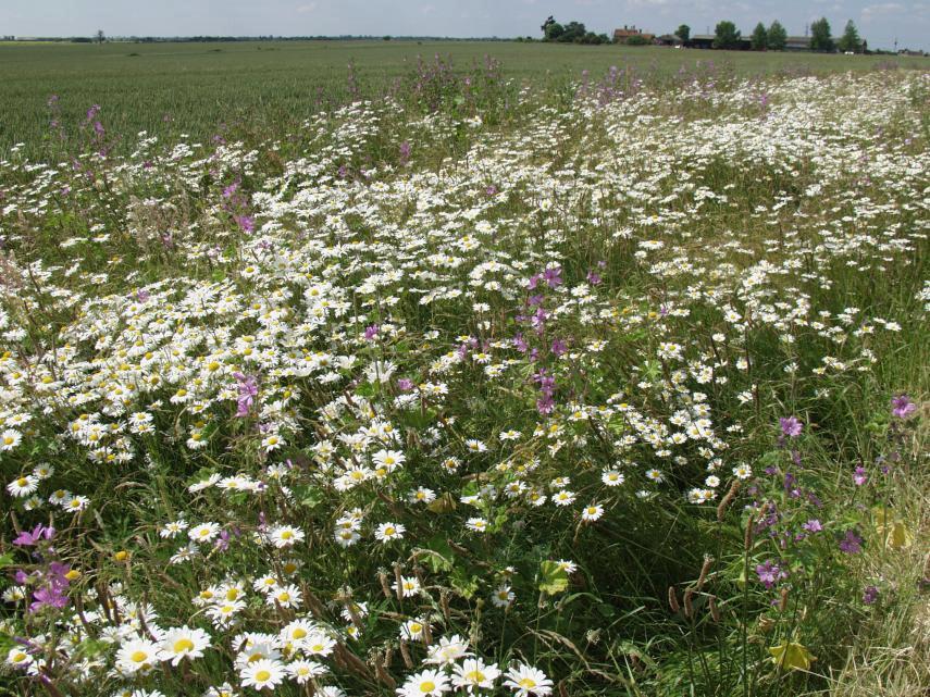 Photo of Common Mallow