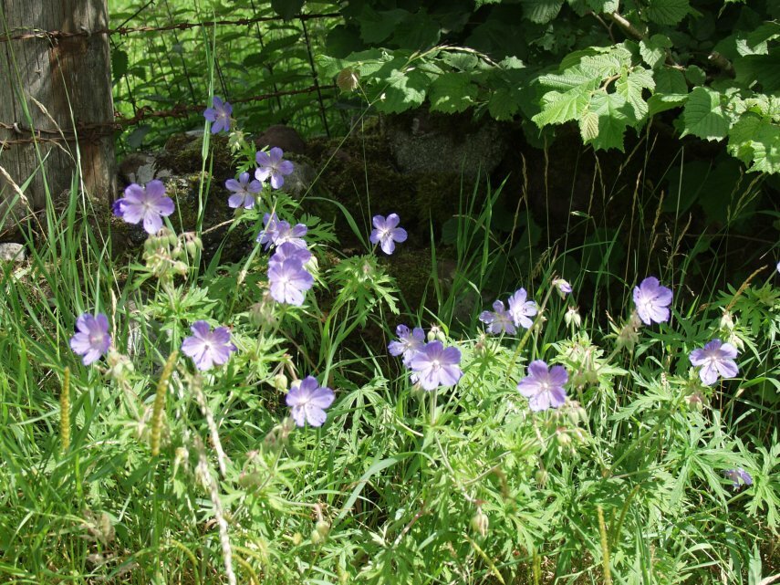 Meadow Cranesbill, Ystradfellte, Brecon, Brecknockshire, Wales.