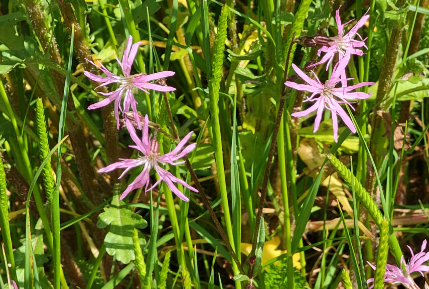 Ragged Robin, Brecon, Brecknockshire, Wales, Great Britain.