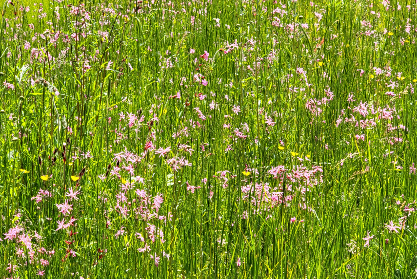 A profusion of Ragged Robin plants, Pen-y-Crug, Brecon, Brecknockshire, Wales.