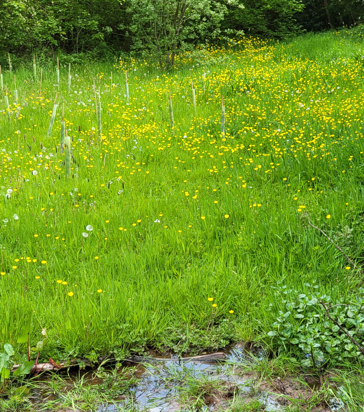The area around Mauendu Well, Brecon, Brecknockshire, Wales, Great Britain.