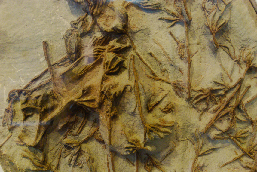 A collection of fossilised Crinoids, Bridport, Dorset, England, Great Britain