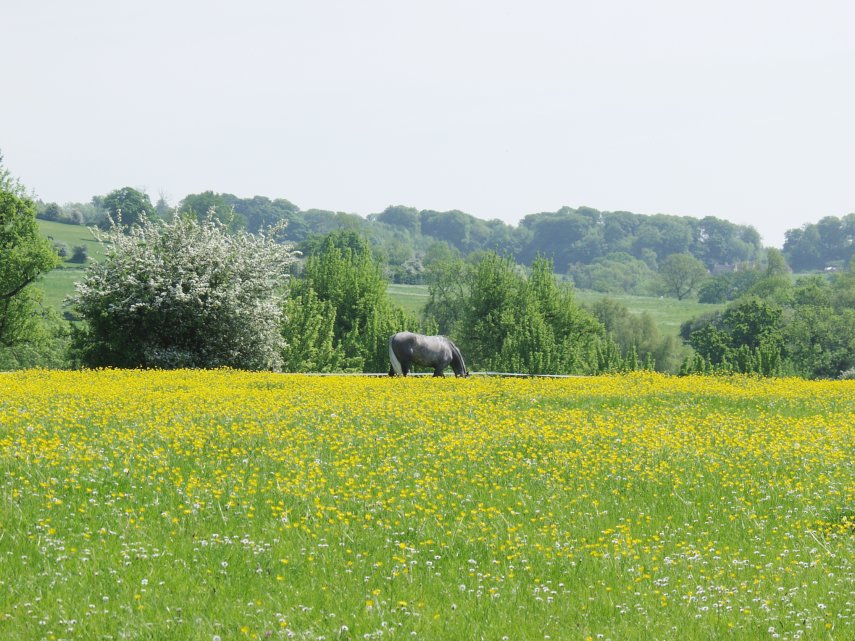 A Buttercup Meadow, Broadway, Worcestershire, England, Great Britain