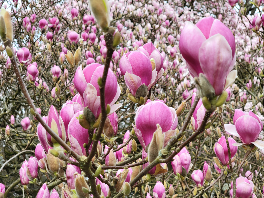 Magnolia Blossom, Bute Park, Cardiff, Glamorgan, Wales, Great Britain.
