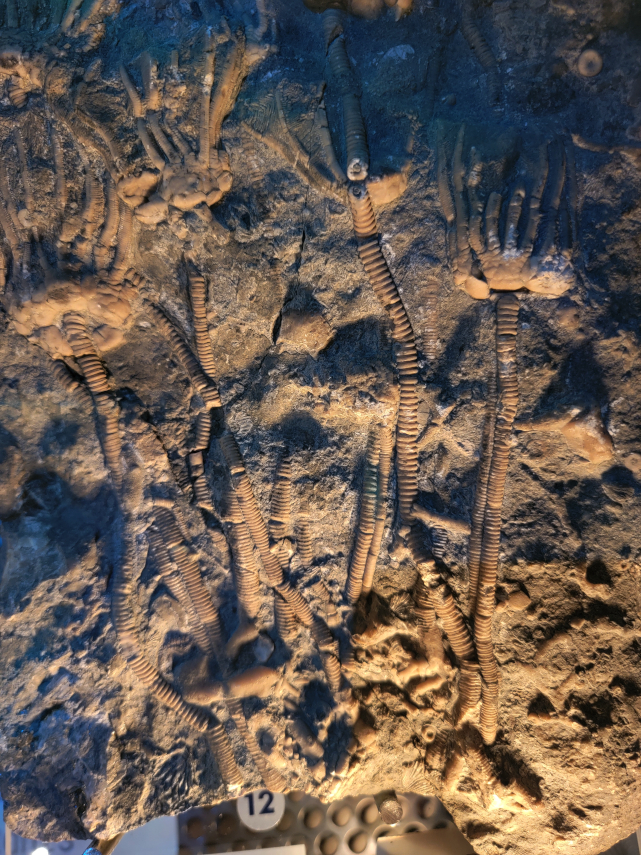 Crinoid Fossils, Nation Museum, Cardiff, Glamorgan, Wales, Great Britain.