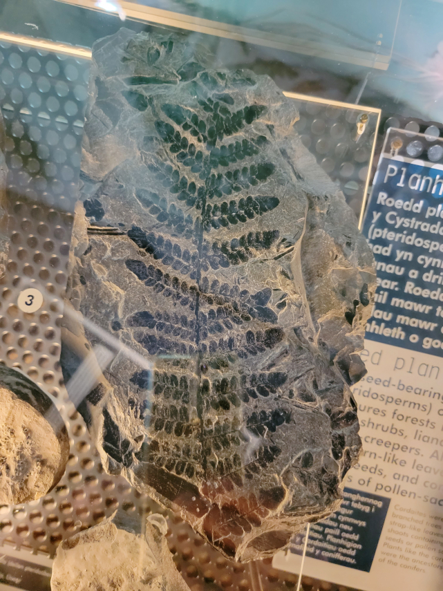 A Fossil Plant, National Museum, Cardiff, Glamorgan, Wales