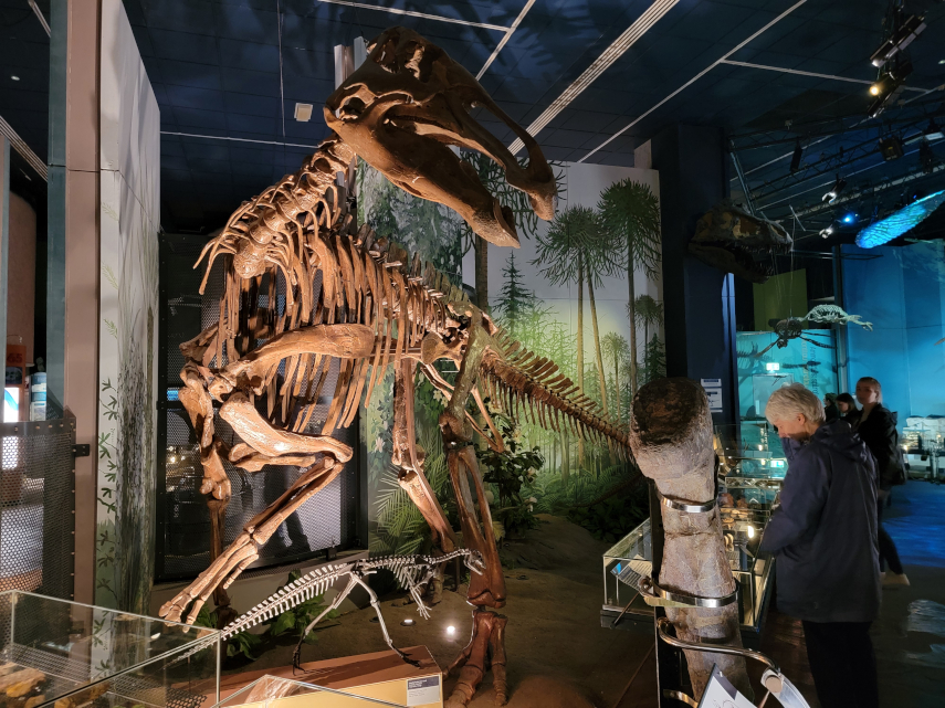 A Dinosaur Skeleton, National Museum, Cardiff, Glamorgan, Wales