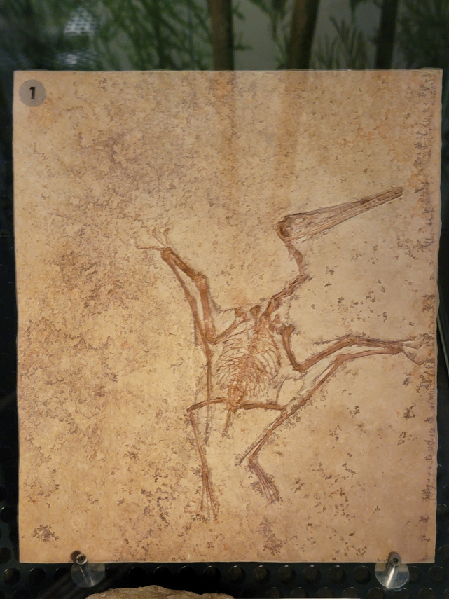 Archaeopteryx Skeleton, National Museum, Cardiff, Glamorgan, Wales